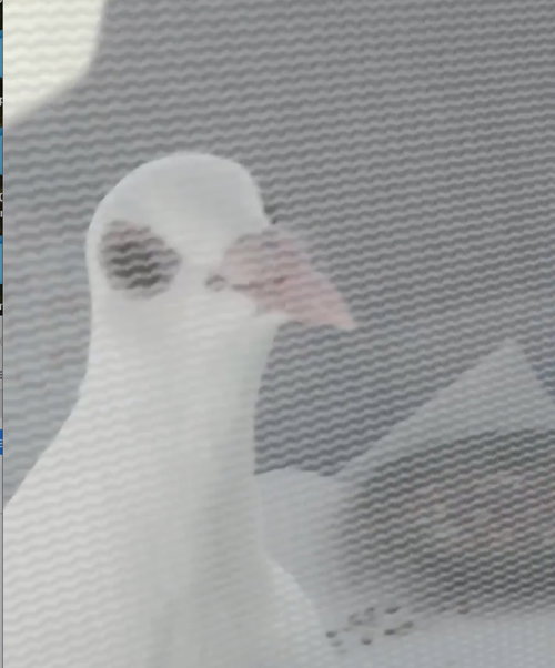Parrot, a poultry for adoption from Palomacy Pigeon & Dove Adoptions