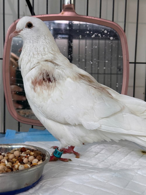 Magpie, a poultry for adoption from Palomacy Pigeon & Dove Adoptions