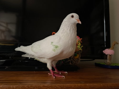 Photo 2 of Pearl