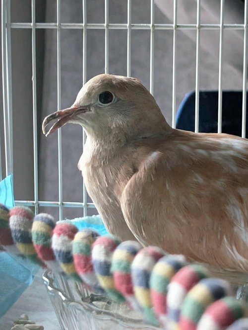 Molly, a poultry for adoption from Palomacy Pigeon & Dove Adoptions