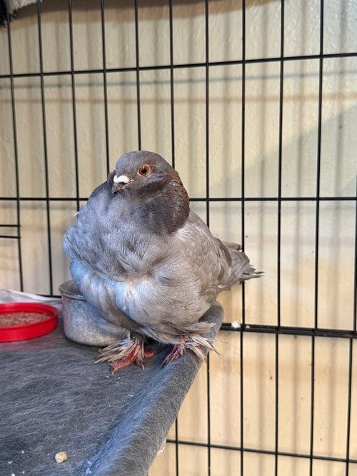 Alicent, a poultry for adoption from Palomacy Pigeon & Dove Adoptions