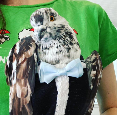 Apollo, a poultry for adoption from Palomacy Pigeon & Dove Adoptions