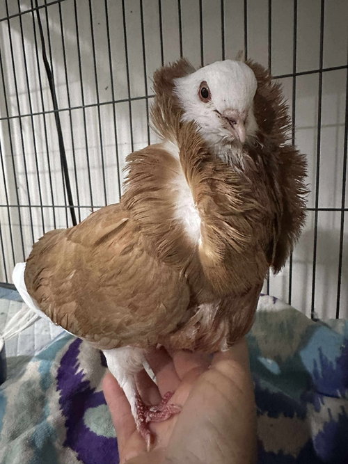 Florence, a poultry for adoption from Palomacy Pigeon & Dove Adoptions