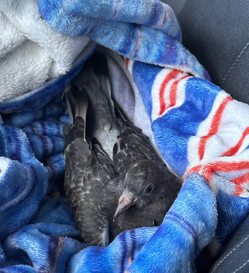 Violet, a poultry for adoption from Palomacy Pigeon & Dove Adoptions