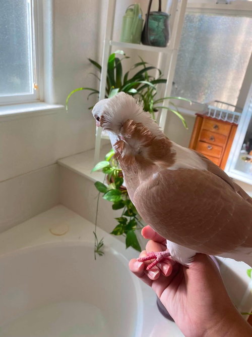 Bee, a poultry for adoption from Palomacy Pigeon & Dove Adoptions