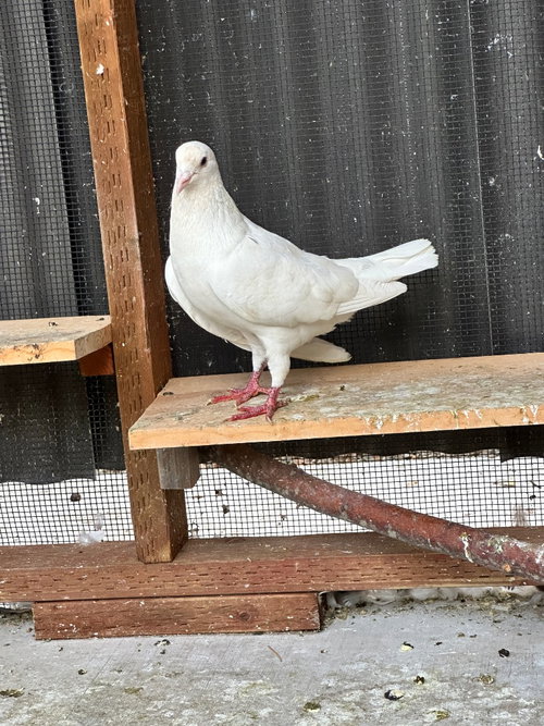 Bruce, a poultry for adoption from Palomacy Pigeon & Dove Adoptions