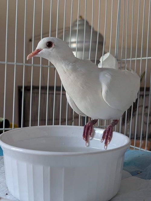 Dagwood, a poultry for adoption from Palomacy Pigeon & Dove Adoptions