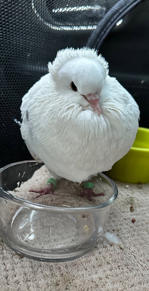 Ripple, a poultry for adoption from Palomacy Pigeon & Dove Adoptions