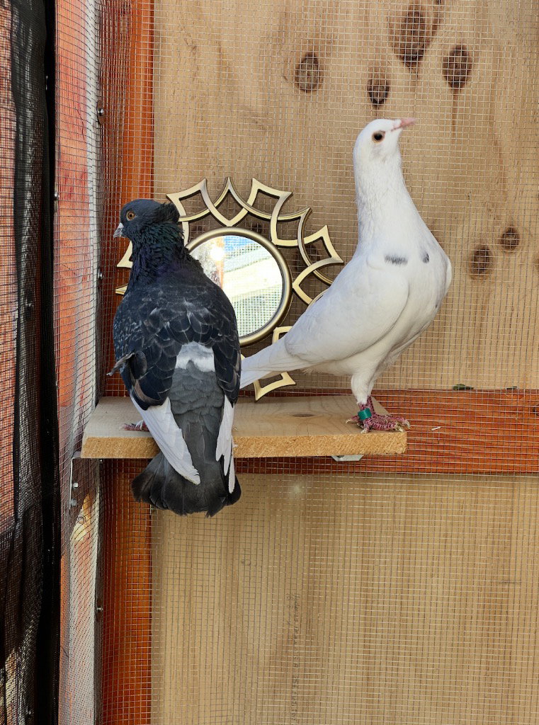 Spittoon w/Sultan, photo 2