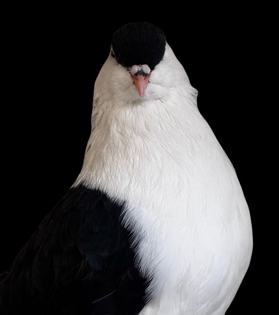 Penguino