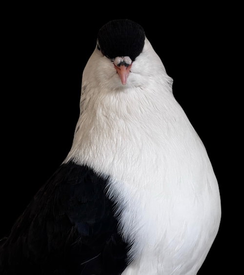 Penguino, a poultry for adoption from Palomacy Pigeon & Dove Adoptions