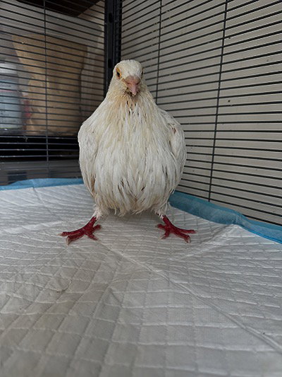 Curlie, a poultry for adoption from Palomacy Pigeon & Dove Adoptions