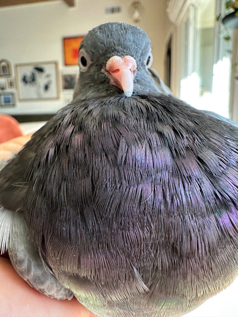 Gigi