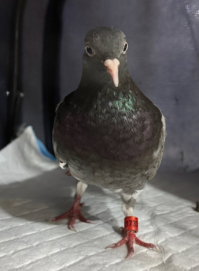 Gigi, photo 2