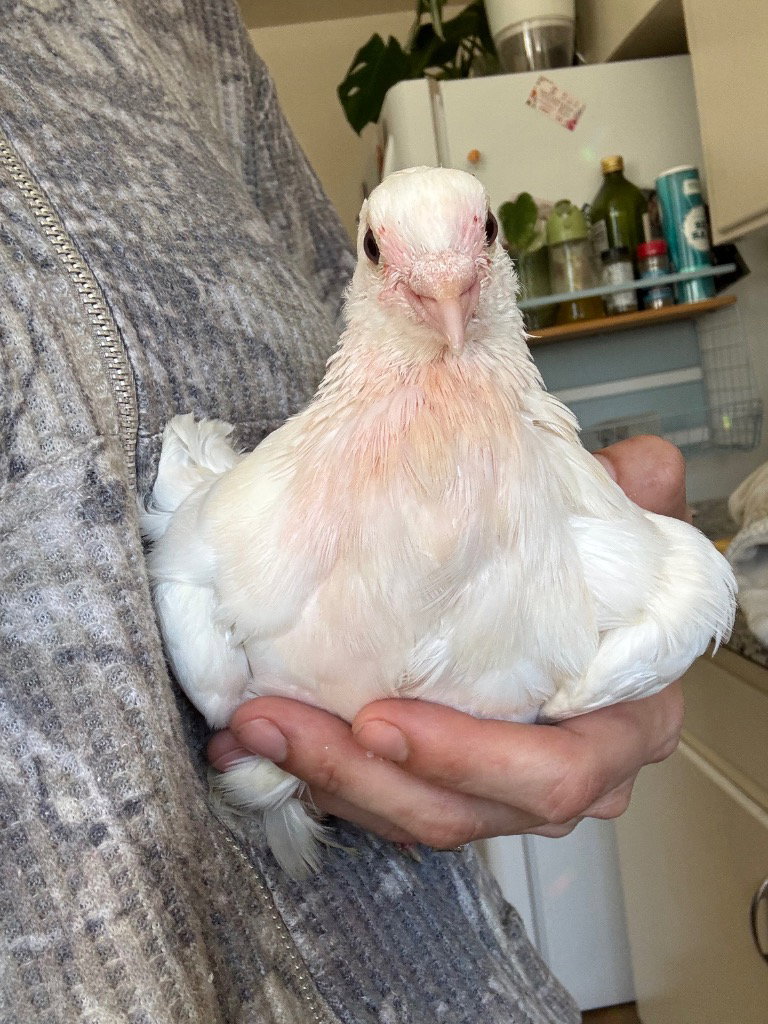 Goose, photo 2