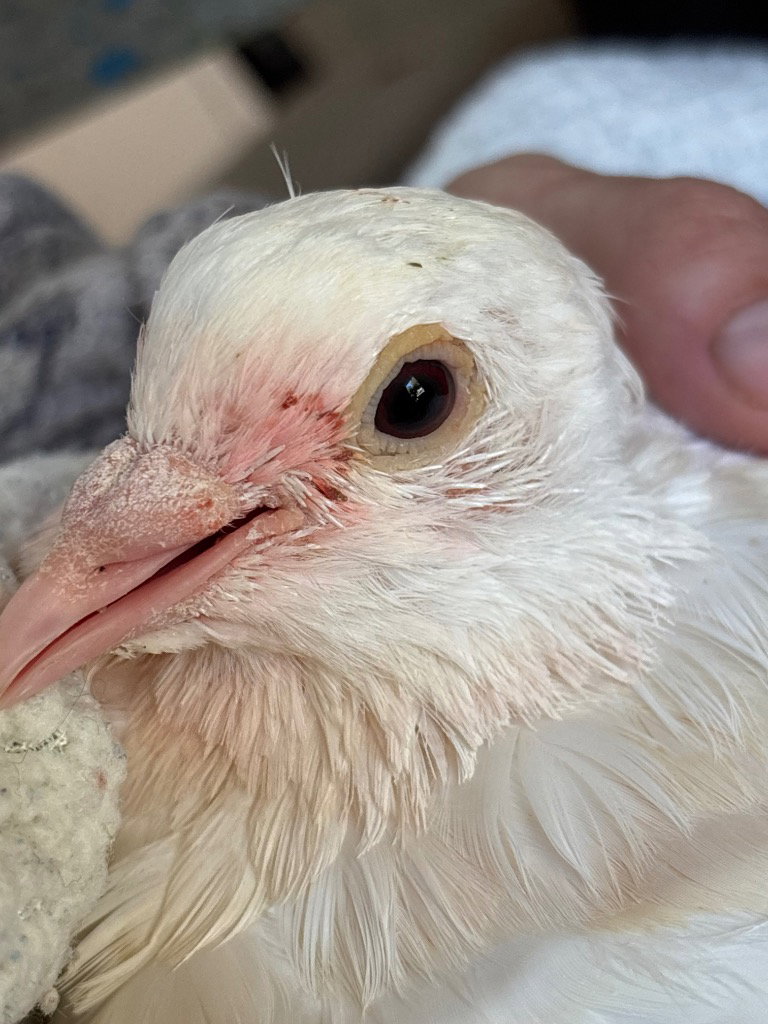 Goose, photo 3