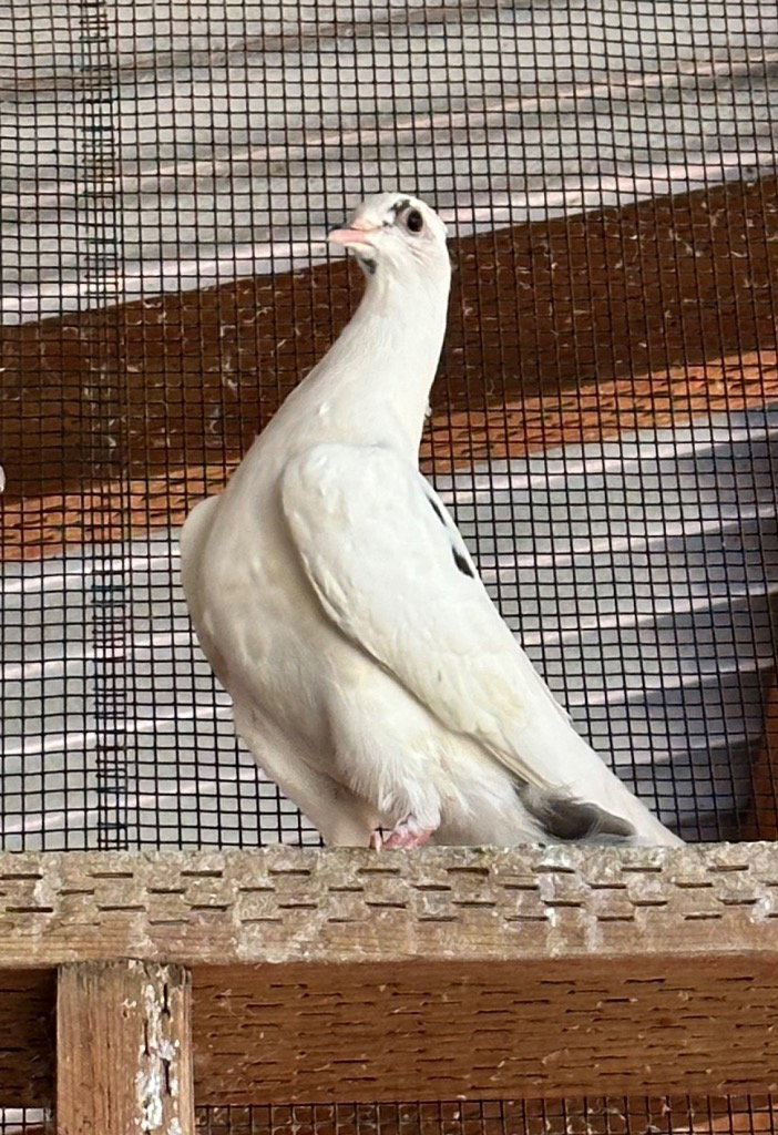 Jerome