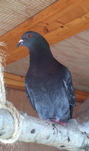 Batman w/ Alba, a poultry for adoption from Palomacy Pigeon & Dove Adoptions