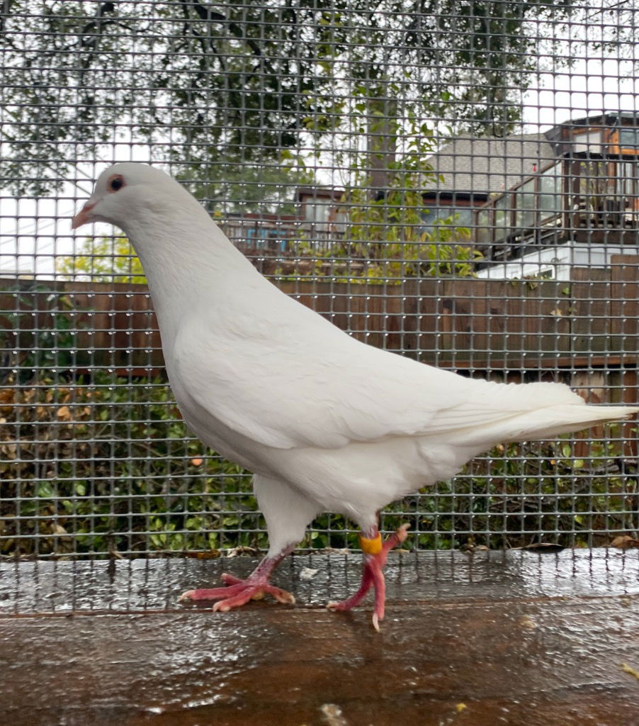 adoptable Bird in San Francisco, CA named Zee