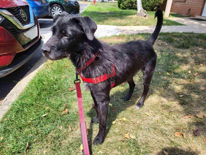 adoptable Dog in Doylestown, PA named Shadow