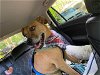 adoptable Dog in doylestown, PA named Caspian