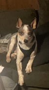 Harvey