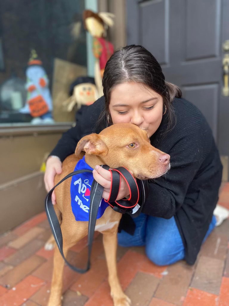 Dog For Adoption Quinn A Terrier In Hammonton NJ Alpha Paw