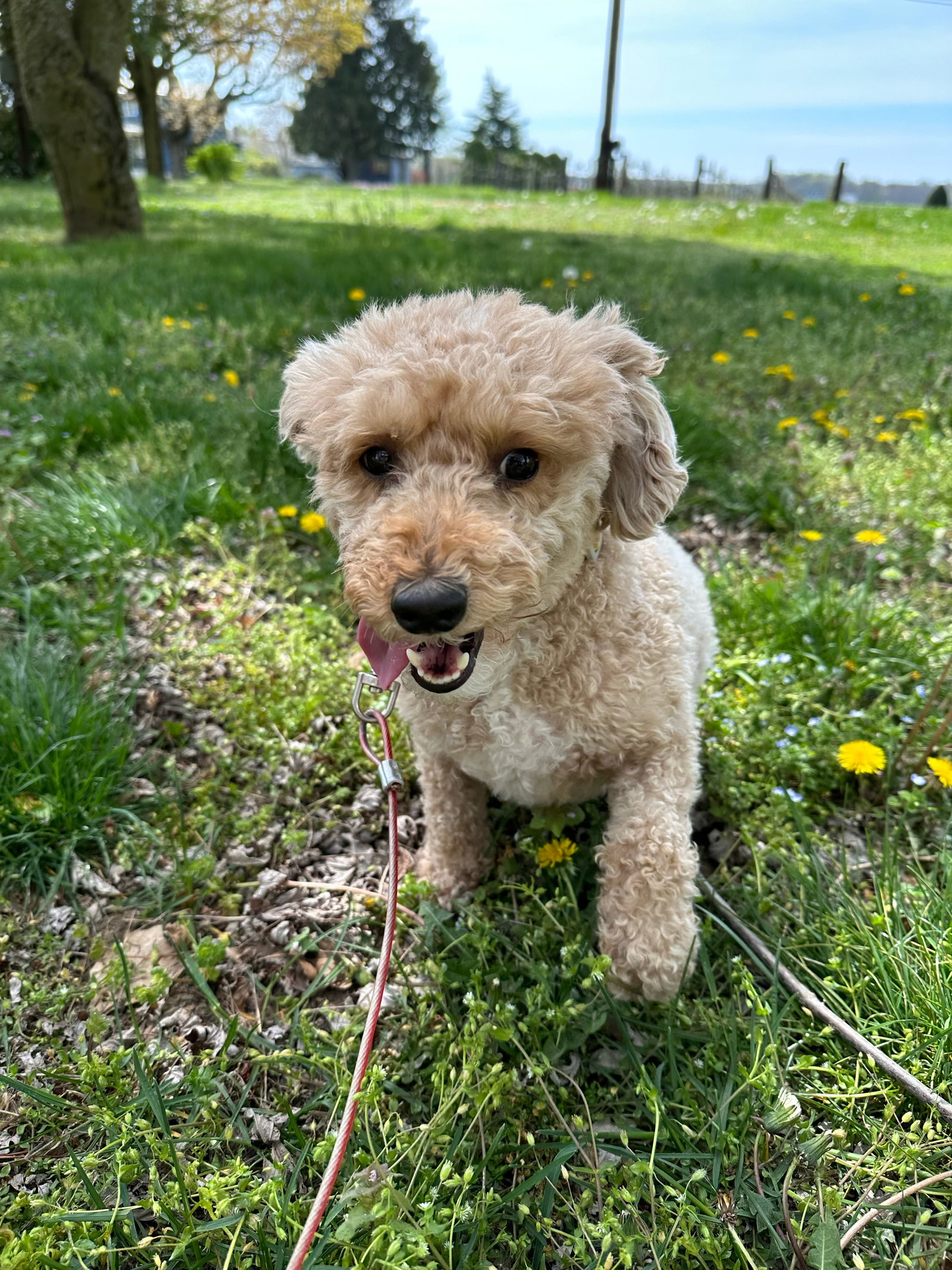 Dog for Adoption Harley, a Cockapoo in Piscataway, NJ Alpha Paw