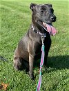 adoptable Dog in doylestown, PA named Bella
