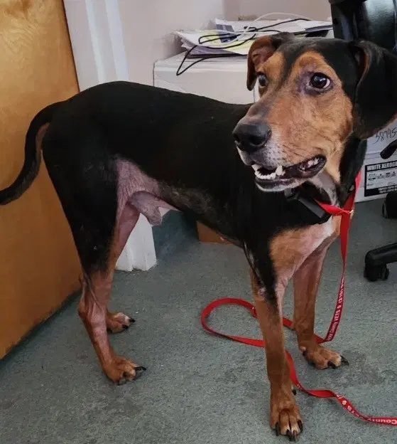 Jethro - Hound