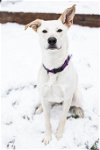 adoptable Dog in doylestown, PA named Ashley