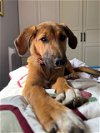 adoptable Dog in doylestown, PA named Sally