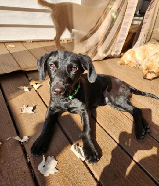 Dog for Adoption Quincy, a Labrador Retriever in Wilmington Manor, DE Alpha Paw