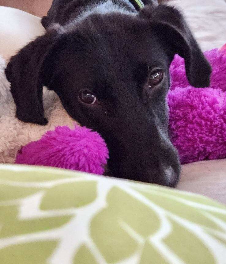 Dog for Adoption Quincy, a Labrador Retriever in Wilmington Manor, DE Alpha Paw