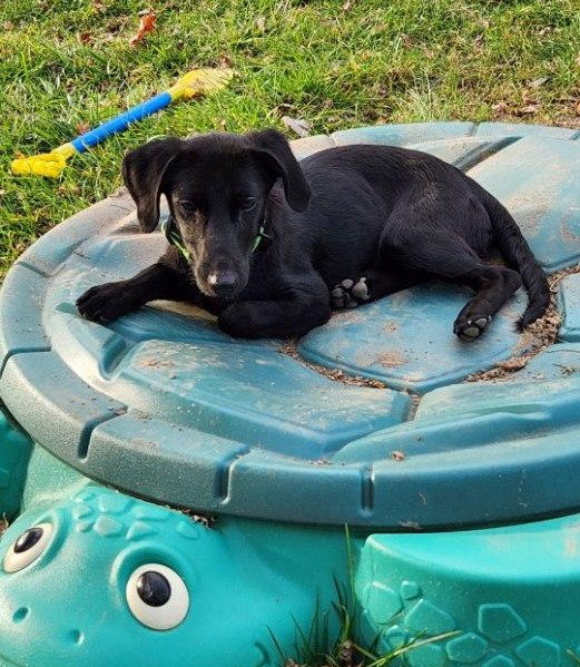 Dog for Adoption Quincy, a Labrador Retriever in Wilmington Manor, DE Alpha Paw