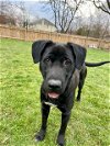 adoptable Dog in , PA named Ham