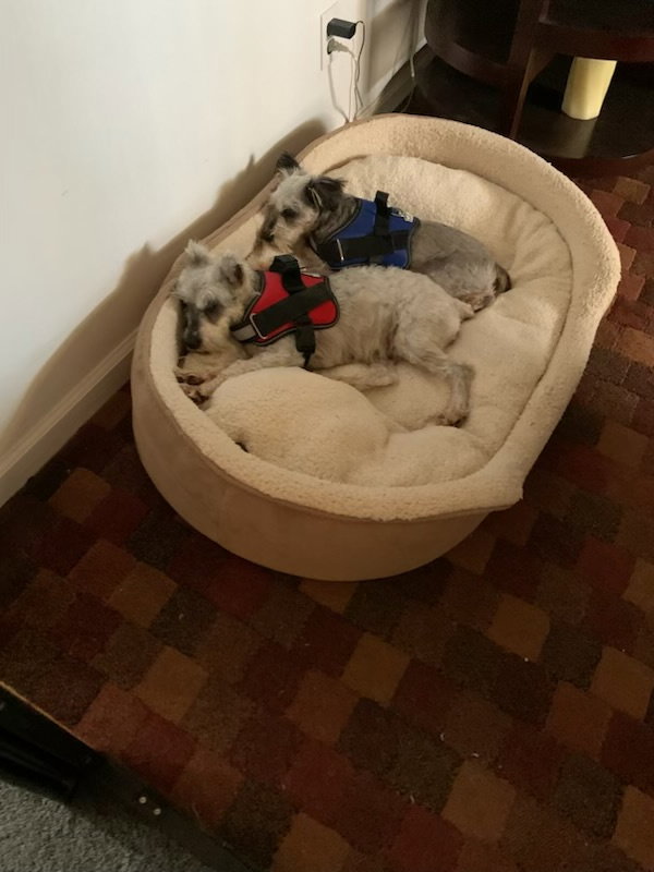 Dog for Adoption Daisy, a Miniature Schnauzer in Lindenwold, NJ