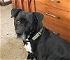 adoptable Dog in doylestown, PA named Chase