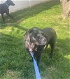 adoptable Dog in doylestown, PA named Piper - URGENT