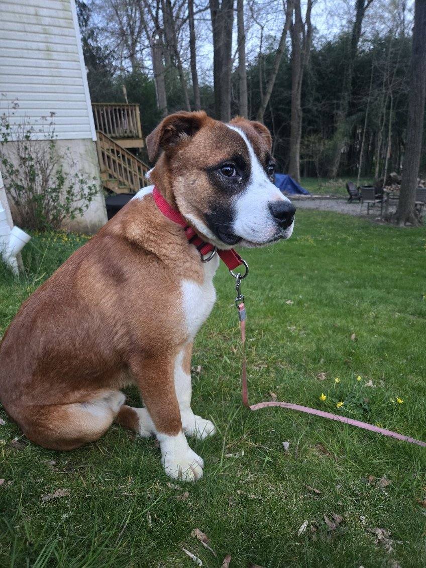 adoptable Dog in Doylestown, PA named Logan