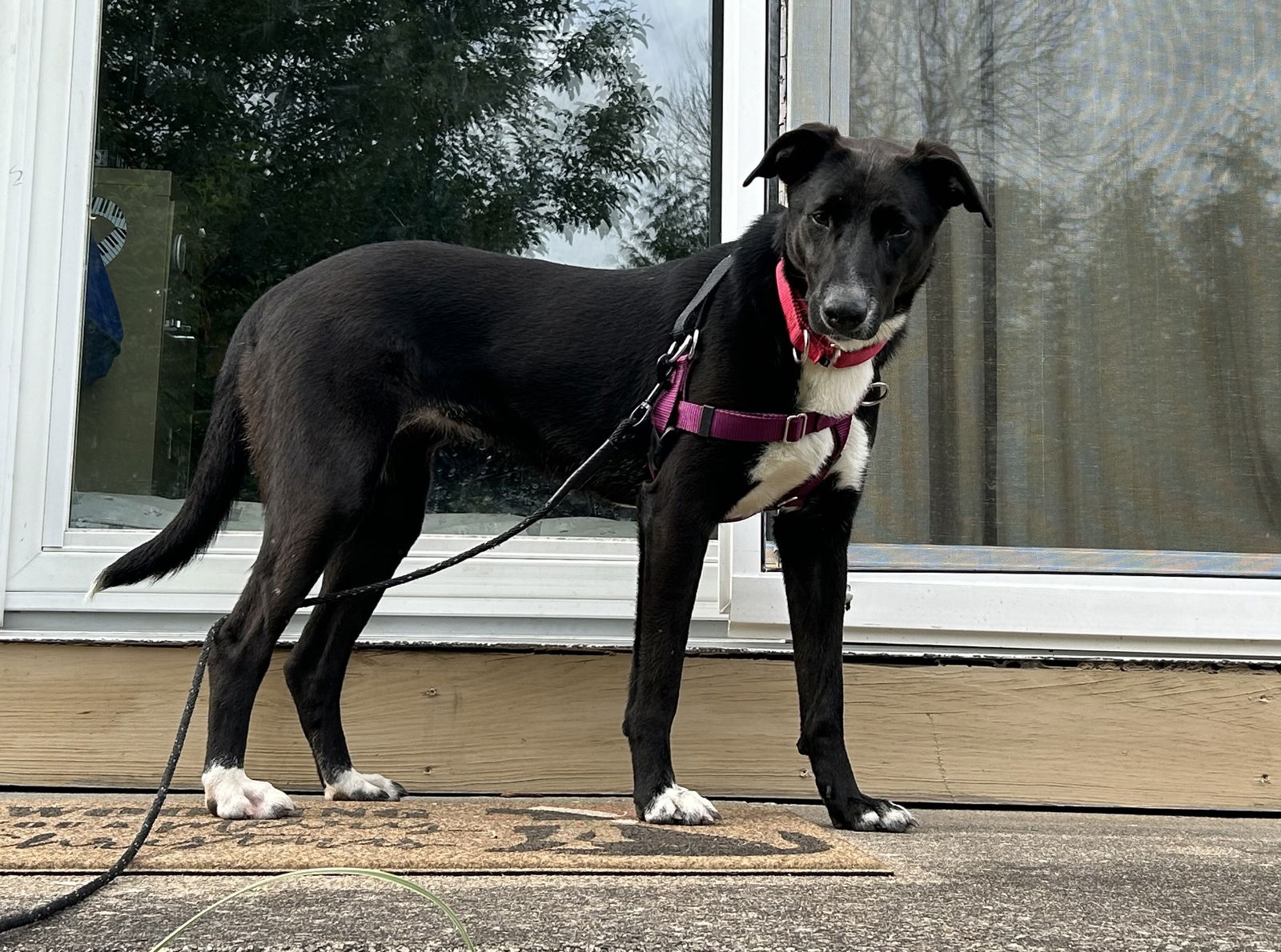 adoptable Dog in Doylestown, PA named Madison