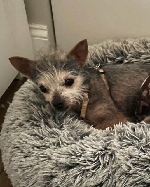 Dog adoption in Doylestown, PA 18901 Chihuahua / Terrier / Mixed