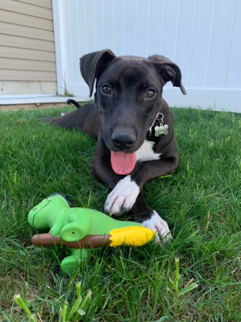 adoptable Dog in Doylestown, PA named Finn