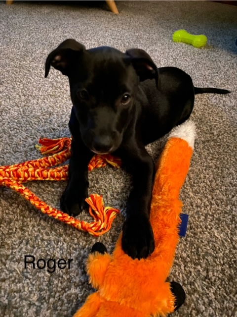 adoptable Dog in Doylestown, PA named Roger