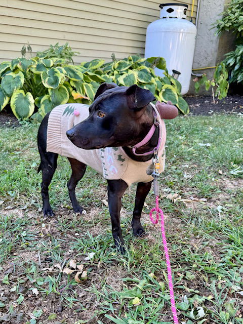 adoptable Dog in Doylestown, PA named Diamond