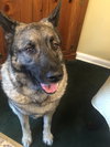 Axel - Photo 11