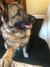 Axel - Photo 12