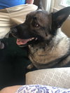 Axel - Photo 14