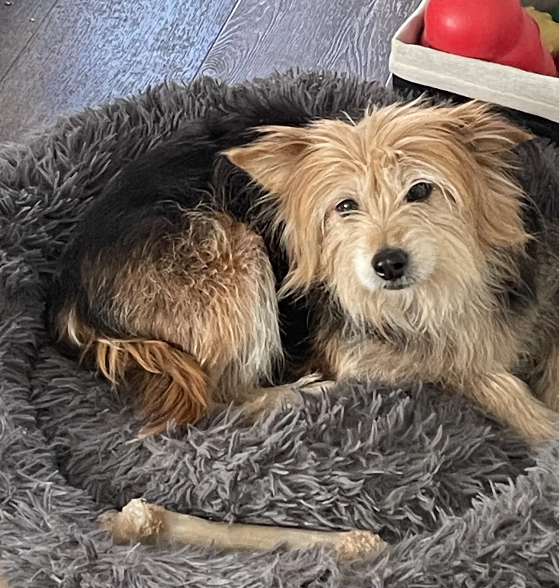 Muffin - Yorkshire Terrier Yorkie