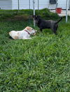 Prue